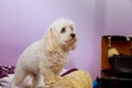 Funny poodle dog lay on bed with human indoor. Cute fluffy white poodle dog