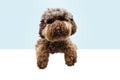 Funny poodle dog puppy hanging paws on blank. Isolated on blue colored background