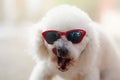 Funny poodle dog in sunglasses
