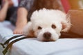 Funny poodle lay on bed