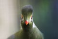 Funny portait of a green Turaco, green exotic bird, guinean banana eater, plantain-eater or go-away-bird