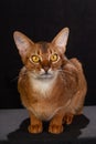 A funny portrait of an Abyssinian cat looking into the camera, on black isolated background with space to copy. cute pet Royalty Free Stock Photo