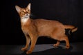 A funny portrait of an Abyssinian cat looking up on a black isolated background with space to copy. A cute pet Royalty Free Stock Photo