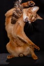 Funny portrait of an Abyssinian cat playing with a feather on a black background. A cute pet Royalty Free Stock Photo