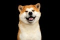 Portrait of Akita inu Dog Royalty Free Stock Photo