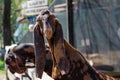 Funny portrait of Anglo-Nubian long-eared brown goat Royalty Free Stock Photo