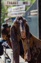 Funny portrait of Anglo-Nubian long-eared brown goat Royalty Free Stock Photo