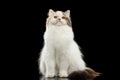 Funny Portrait Angry Scottish Highland Straight Cat, Isolated Black Background