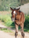 Funny portrait of arabian little foal. Israel Royalty Free Stock Photo