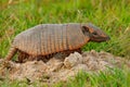 Funny portrait of Armadillo, face portrait, hidden in the grass. Wildlife of South America. Six-Banded Armadillo, Yellow Armadillo