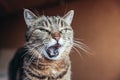 Funny portrait arrogant short-haired domestic tabby cat posing on dark brown background. Little kitten lovely member of family Royalty Free Stock Photo