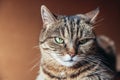 Funny portrait arrogant short-haired domestic tabby cat posing on dark brown background. Little kitten lovely member of family Royalty Free Stock Photo