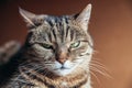 Funny portrait arrogant short-haired domestic tabby cat posing on dark brown background. Little kitten lovely member of family