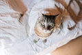 Funny portrait arrogant short-haired domestic tabby cat relaxing on bed at home. Little kitten lovely member of family playing