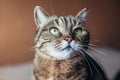 Funny portrait arrogant short-haired domestic tabby cat relaxing at home. Little kitten lovely member of family playing indoor.