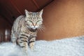 Funny portrait arrogant short-haired domestic tabby cat relaxing at home. Little kitten lovely member of family playing indoor.