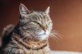 Funny portrait arrogant short-haired domestic tabby cat relaxing at home. Little kitten lovely member of family playing indoor.