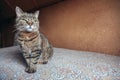 Funny portrait arrogant short-haired domestic tabby cat relaxing at home. Little kitten lovely member of family playing indoor.