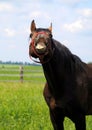 Funny portrait of a bay stallion on a summer day