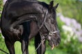 funny portrait of beautiful black stallion with tongue posing nearly blossom lilac bush. sunny evening Royalty Free Stock Photo