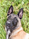 Funny portrait of a Belgian shepherd dog, malinois, lying at a g