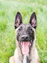 Funny portrait of belgian shepherd, malinois, dog, with his mouth open and smile