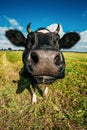 Close Up Of Cow In Meadow Or Field With Green Grass In Mouth. Co Royalty Free Stock Photo