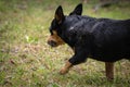 Funny portrait of a black dog with a mouse in its mouth,proud Royalty Free Stock Photo