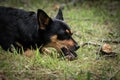 Funny portrait of a black dog with a mouse in its mouth,proud Royalty Free Stock Photo