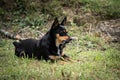 Funny portrait of a black dog with a mouse in its mouth,proud Royalty Free Stock Photo