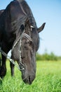 funny portrait of black grazing horse in the green field. close up