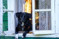 Funny black and white dog at window Royalty Free Stock Photo