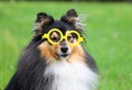 Funny portrait of black and white tricolor shetland sheepdog with children toy glasses Royalty Free Stock Photo