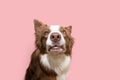 Funny portrait border collie dog surprised looking at camera. Isolated on pink pastel backgorund