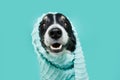 Funny portrait border collie dog wrapped with a towel after take a shower or bath. Isolated on blue backgorund Royalty Free Stock Photo