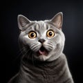 Funny portrait of a british shorthair cat looking shocked or surprised