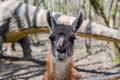 funny portrait of a llama looking at the camera Royalty Free Stock Photo