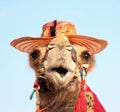 Funny portrait of camel with hat Royalty Free Stock Photo
