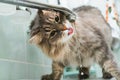 Funny portrait of cat drinking water from tap in bathroom standing on sink. Close-up gray, green-eyed fluffy cat Royalty Free Stock Photo