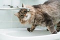 Funny portrait of cat drinking water from tap in bathroom standing on sink and looking at camera. Royalty Free Stock Photo