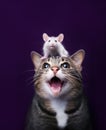 A funny portrait of a cat and a mouse