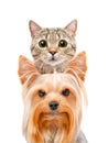 Funny portrait of a cat Scottish Straight and Yorkshire terrier Royalty Free Stock Photo