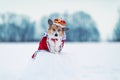 Funny portrait of a charming corgi dog in a royal crown and a red robe sitting in a winter park in the snow Royalty Free Stock Photo