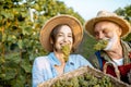 Senior man with young woman harvesting on the vineyard Royalty Free Stock Photo