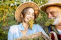 Senior man with young woman harvesting on the vineyard Royalty Free Stock Photo