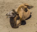 Funny portrait close up of a camel smiling with two humps on his back