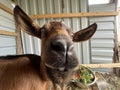 Funny portrait close up of a young adult goat in a stable barn on a rural animal farm indoors Royalty Free Stock Photo