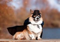 Funny portrait of a corgi dog in a superhero carnival costume in a black mask and raincoat