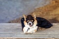 Funny portrait of a corgi dog in a superhero carnival costume in a black mask and raincoat lying on the shore and smiling