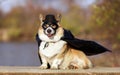 portrait of a corgi dog in a superhero carnival costume in a black mask and raincoat sitting and smiling